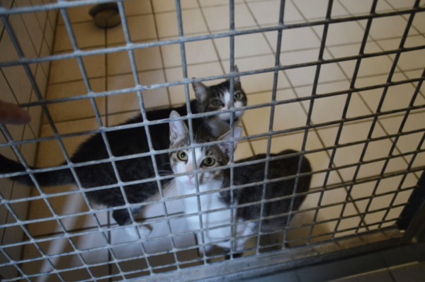 Katzen im Tierheim Kirn. Foto: Enrico Angeluggi