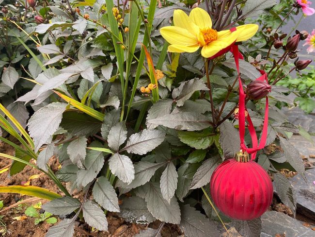 Weihnachten im Oktober Christbaumkugel im Herbstblumenstrauß. Foto: Simone Mager