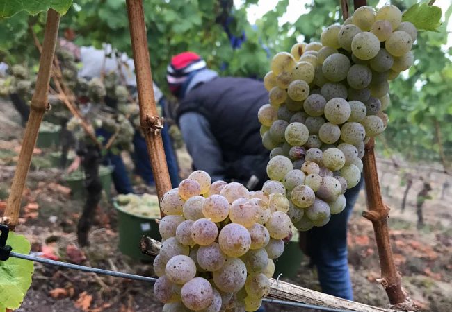 Weinlese an der Mittleren Nahe. Foto: Benigna Wilms