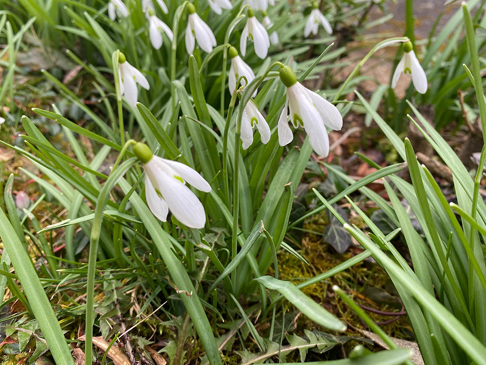 IMG_0220-kl Schneeklöckchen. Foto: Simone Mager