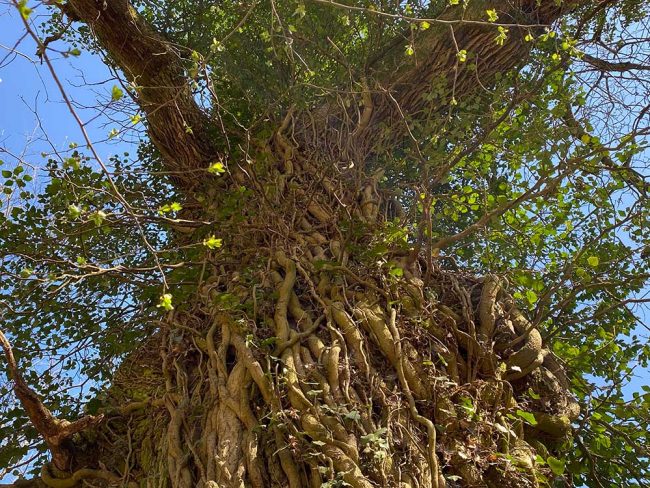 Alte Eiche im Bereich Hubertus Lust. Foto: Simone Mager