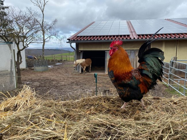 Hahn Meister Eder. Foto: Simone Mager