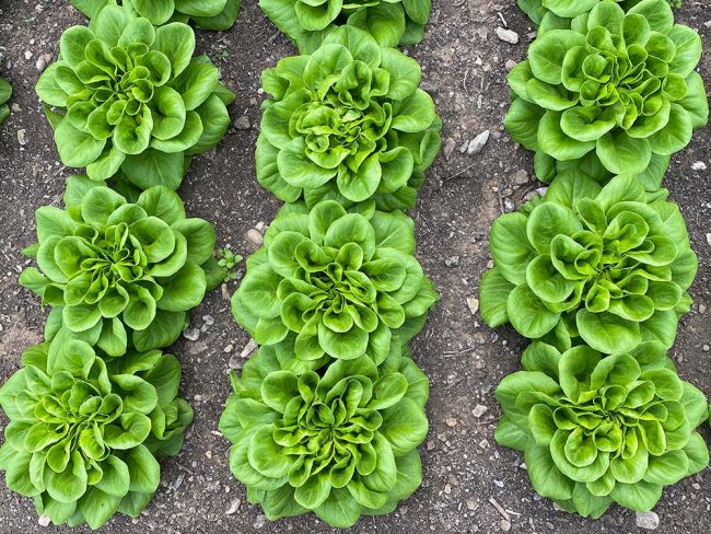 Solawi Salat. Foto: Simone Mager