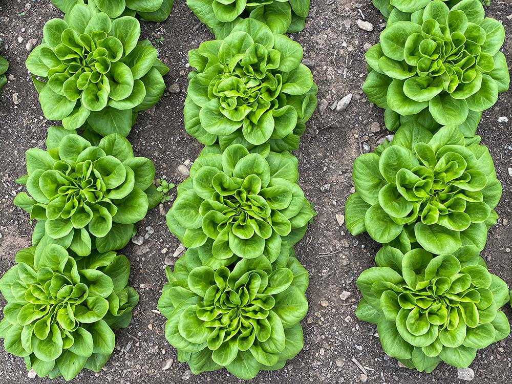 Solawi Salat. Foto: Simone Mager