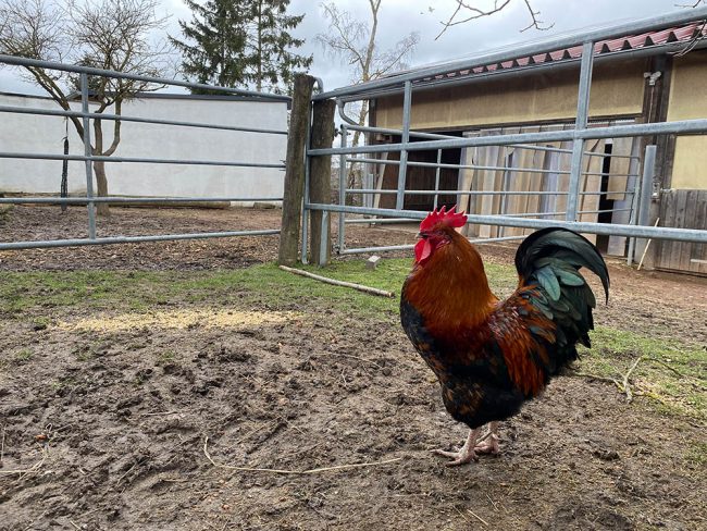 Hahn Meister Eder. Foto: Simone Mager