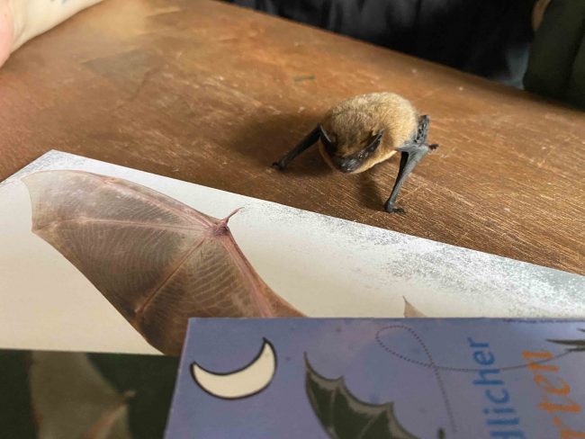 Fledermaus auf dem Tisch. Foto: Simone Mager