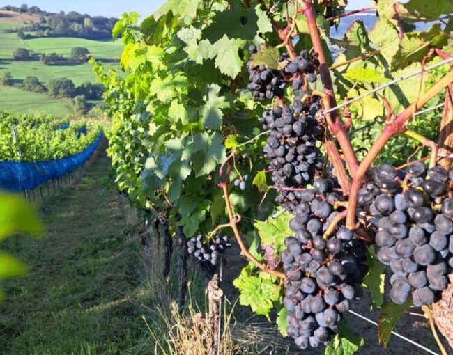 Foto: Weingut Disibodenberg