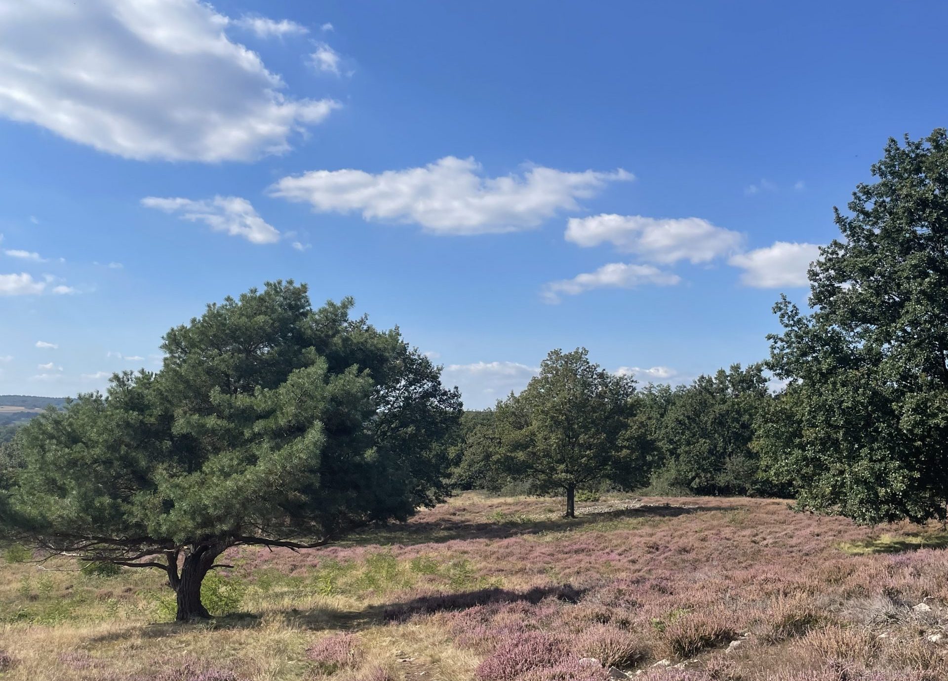 Leben im Grünen. Foto: Benigna Wilms