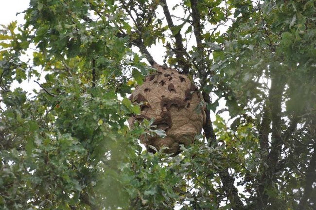 Nest einer asiatischen Hornisse in Meisenheim Hornissennest. Foto: Heike Mensch