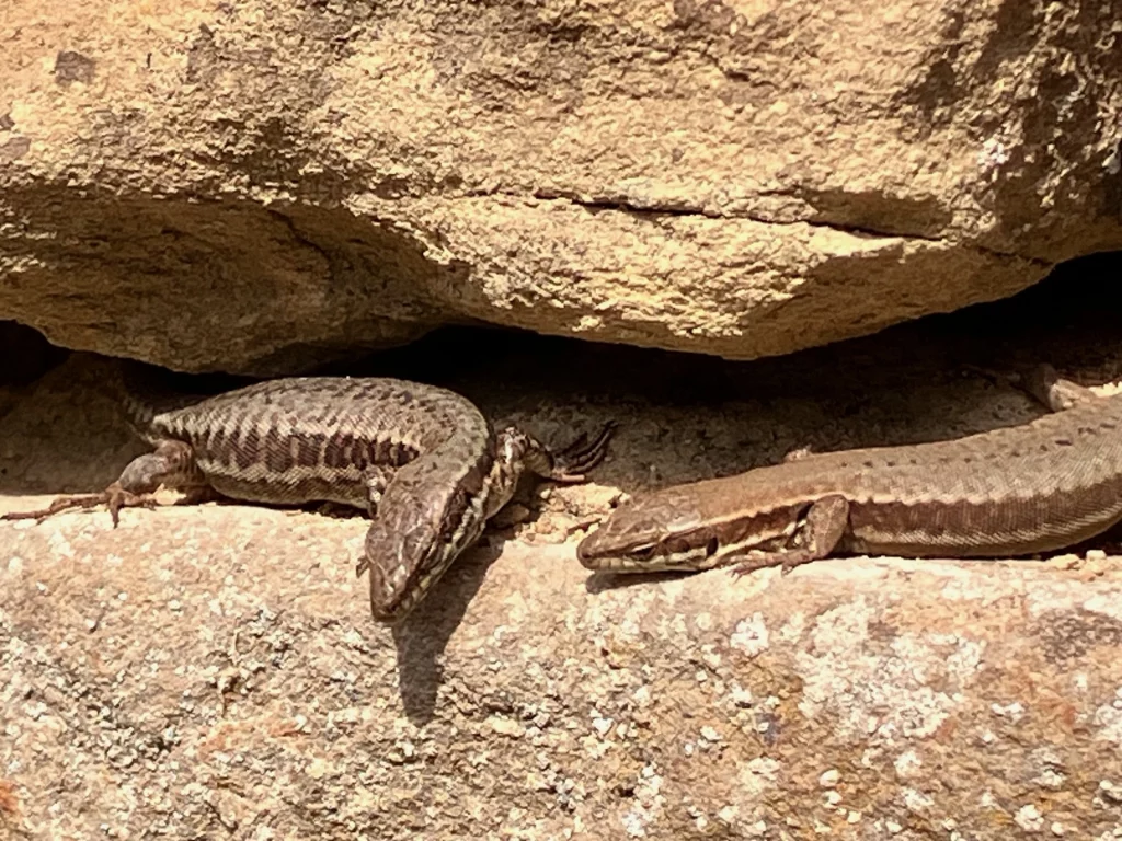Eidechsen in Mauerritzen.