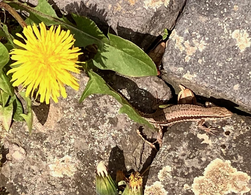 Eidechse neben einem blühenden Löwenzahn.